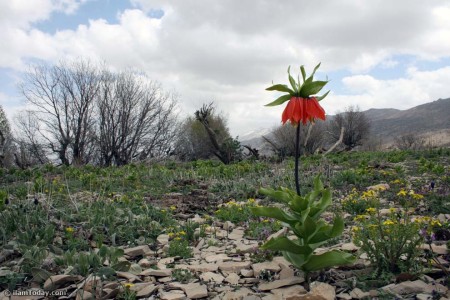 گزارش تصویری - کبیر کوه - کرمنجاو 