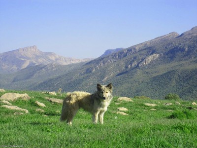 منطقه بانکول