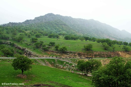 طبیعت کلم