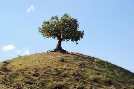 درخت بلوط