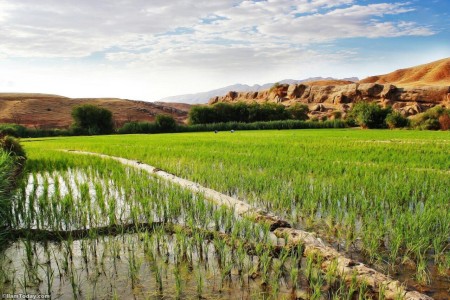شالیزارهای منطقه چرداول