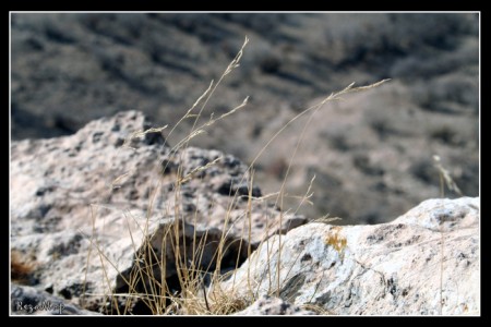 طبیعت ایلام