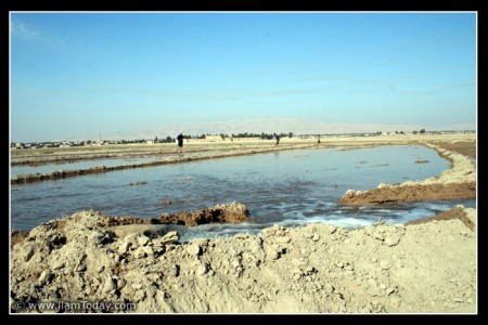 کشاورزی در شهرستان مهران