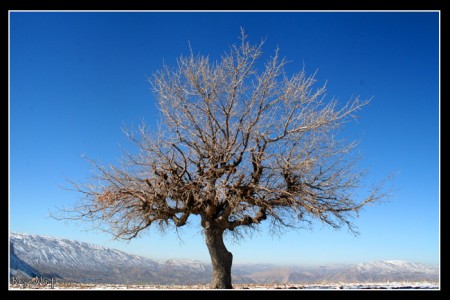 بانگنجاب