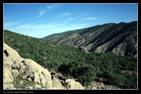 تنگ ارغوان