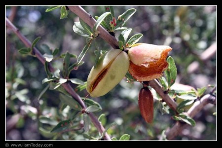 چلاله ( بادام کوهی)