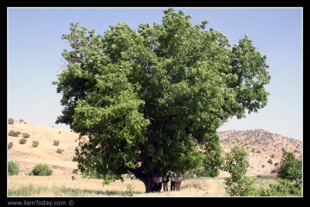 درخت گردو (دار گردکان)