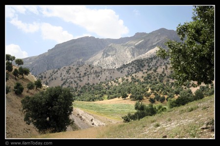 کان صیفی