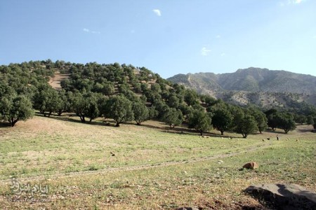 چنارباشی
