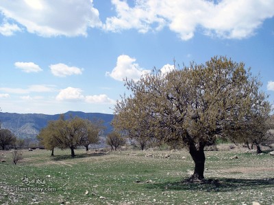 تجریان