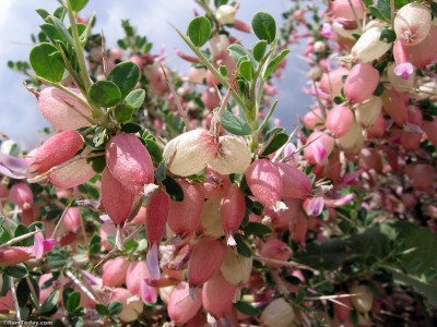 پسته کوهی