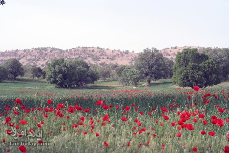 اطراف ويژدرون