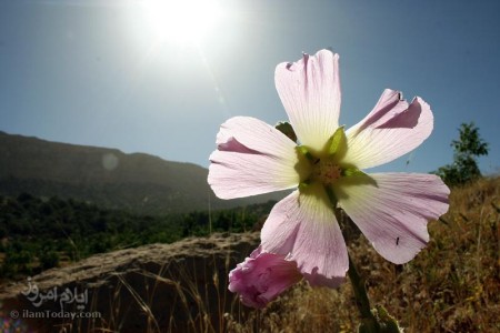 گل هیرو - روستای طولاب