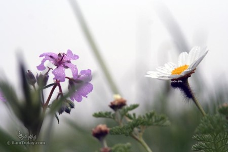 طبیعت کان گنبد