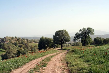 کوهپایه های شلم کوه