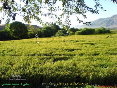 برنجزارهای چرداول
