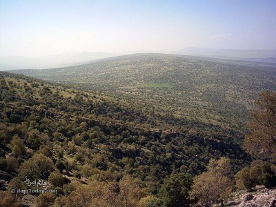 مانشت