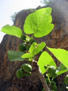انجیر کوهی - کبیرکوه
