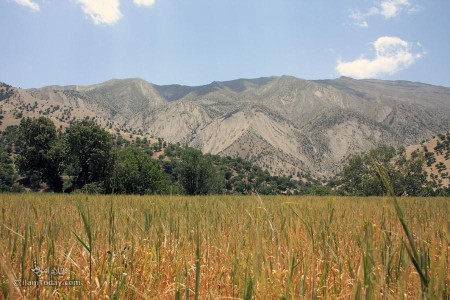 اطراف روستای زیفل