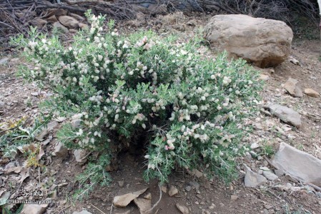به له جی جی(bala jiji)