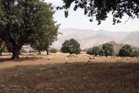 چنارباشی - آوه زا