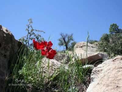 کانه گمگ