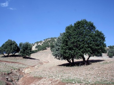 بلوط