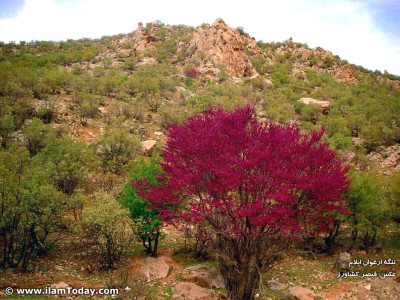 تنگه ارغوان