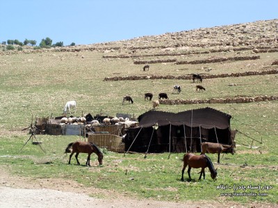 دوار(سياه چادر) عشاير