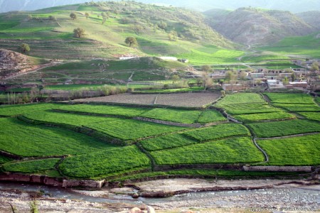  ی