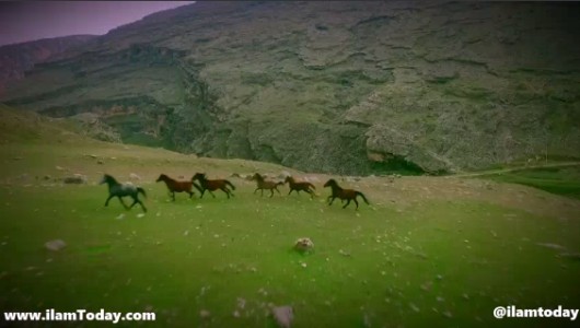 اسب های وحشی در طبیعت  دره شهر
